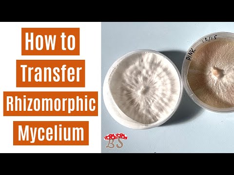 Видео: Ризоморфный перенос | Агар в пакет для посева