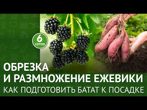 Видео: Обрезка и размножение ежевики. Как подготовить батат к посадке. 6 соток 21.03.2022