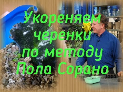Видео: Укореняем листики фиалок по методу Пола Сорано