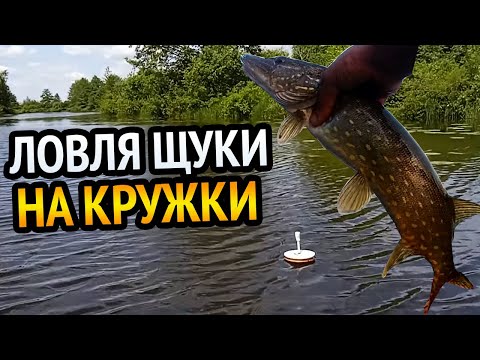 Видео: ЛОВЛЯ ЩУКИ НА КРУЖКИ!!! РЫБАЛКА НА ЗАБЫТОМ РЫБАКАМИ ОЗЕРЕ. РЫБАЛКА В БЕЛАРУСИ.