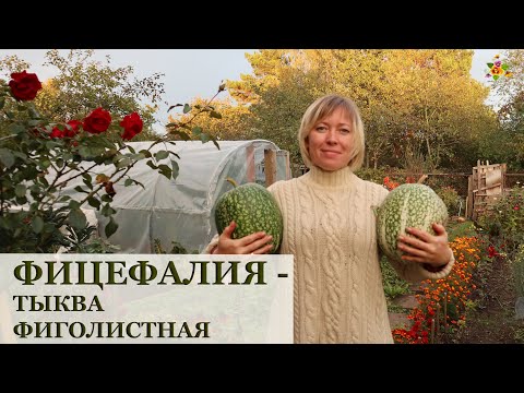 Видео: О такой тыкве вы даже не слышали! Фицефалия или тыква фиголистная. Мой опыт выращивания и рецепт