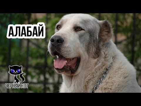 Видео: ✔ Алабай,  плюсы и минусы породы, с которыми предстоит столкнуться владельцу