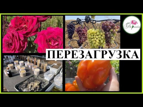 Видео: САД И ОГОРОД.  ПЕРЕЗАГРУЗКА