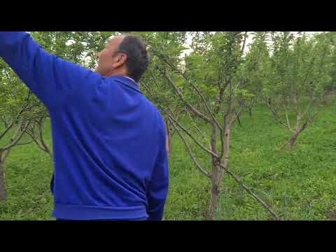 Видео: Бак отургузалы туугандар биздин өлкөнүн өнүгүү стратегиясы бул багбанчалык.