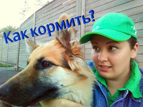 Видео: Как кормить собаку? Видео ответ. Немецкая овчарка Бейлис
