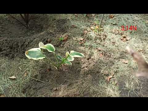 Видео: гниль прикорневой шейки хосты.