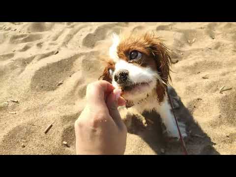 Видео: Щенок кавалер кинг чарльз спаниель носится по пляжу