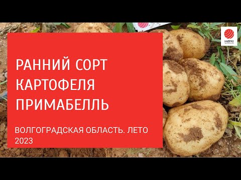 Видео: Ранний сорт картофеля Примабелль. Показываем результат на поле