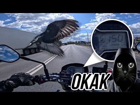 Видео: СБИЛ Птицу на 150 км/ч! / Мото Ситуации 2025 (#56)
