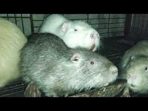 Видео: Нутрии. Кормление без заморочек...