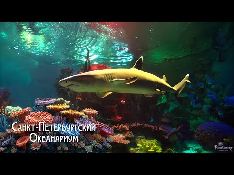 Видео: Санкт-Петербургский Океанариум (2025)