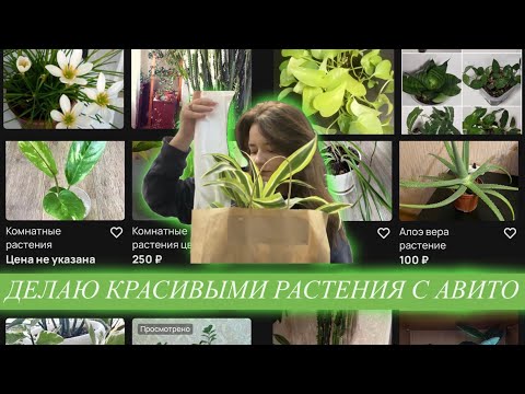 Видео: Делаю красивыми комнатные растения с Авито