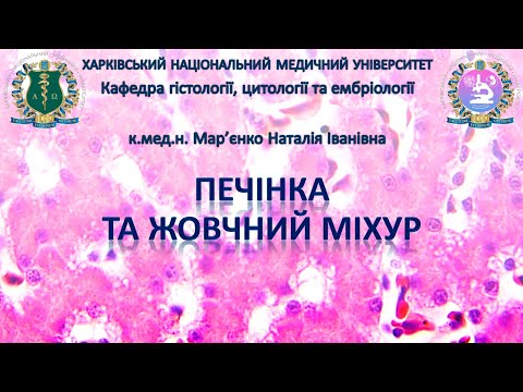 Видео: Печінка та жовчний міхур. Гістологія