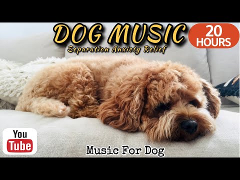 Видео: 20 часов любимой музыки собак🐶💖Музыка для сна собак 🐶🎵 Музыка для снятия беспокойства при разлуке🎵