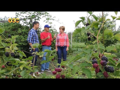 Видео: Чудо-ежевика. 6 соток 10.07.2017