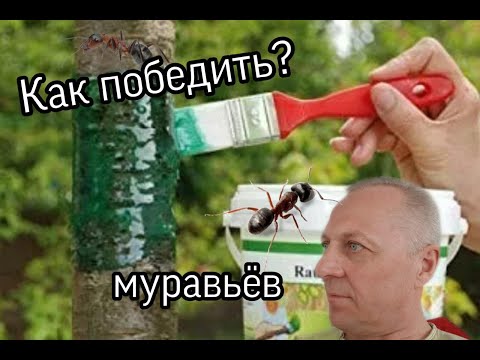 Видео: КАК ПОБЕДИТЬ МУРАВЬЁВ.РАЗ И НАВСЕГДА???