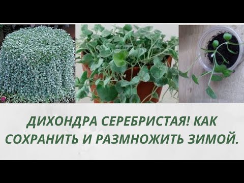 Видео: Обязательно посадите это растение.Дихондра Серебристая Как сохранить и размножить зимой.Все способы.