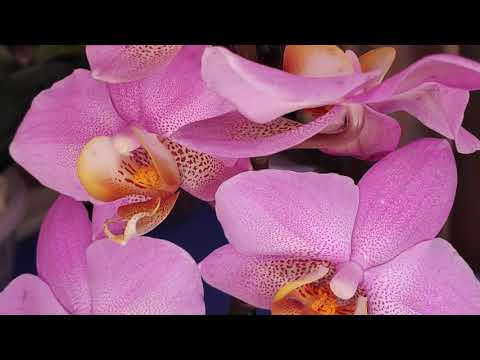 Видео: 03.11.20.новая ОРХИДЕЯ  Бьюмонд из Икеа. пересадка и обработка Максимом.