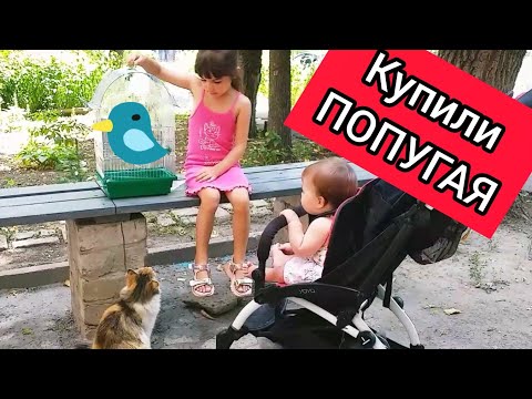 Видео: VLOG: МЫ КУПИЛИ ПОПУГАЯ