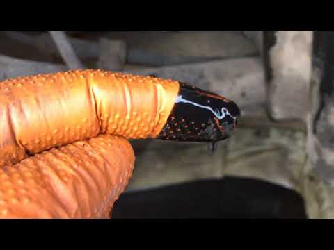 Видео: Knock Engine and Repair 2 0TDi VW CRAFTER / Стук Двигателя и ремонт 2 0TDi VW CRAFTER