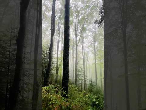 Видео: Прекрасні водоспади та річки на маршруті🏔️☺️