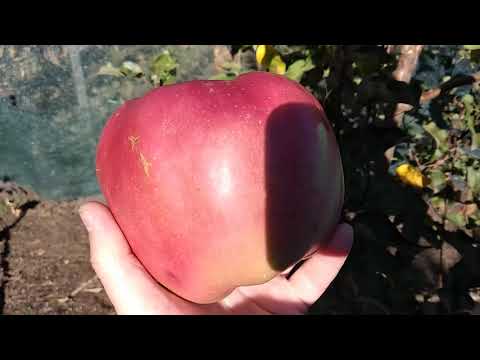 Видео: Самое крупное яблоко. Яблоня сорт Джумбо Помм. Apple Giant.Jumbo Pomm.