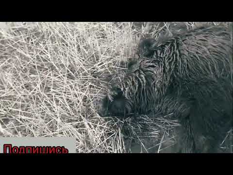 Видео: охота на кабана с собаками Турция