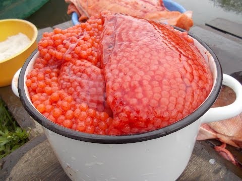 Видео: Камчатка, чавыча/икра/филе
