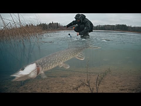 Видео: РЫБАЛКА НА ЖЕРЛИЦЫ И АТАКИ ЩУКИ НА ЖИВЦА! Зимняя рыбалка 2019 - 2020