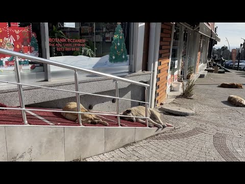 Видео: Бездомные и домашние животные в Турции
