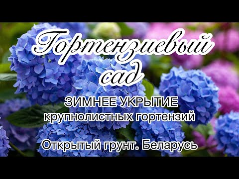 Видео: Зимнее укрытие крупнолистных гортензий, посаженных в открытом  грунте. Беларусь