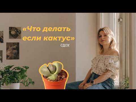 Видео: Что делать если кактус сдох