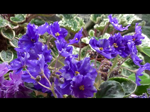 Видео: Обзор стеллажа с фиалками в конце июня 2023.