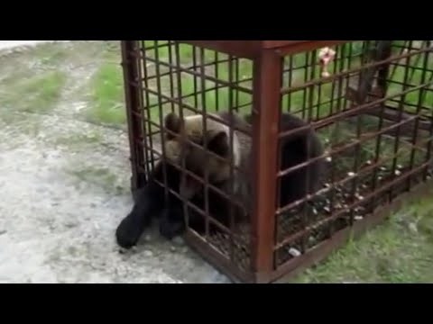 Видео: Успешный побег дикого медведя из ловушки..