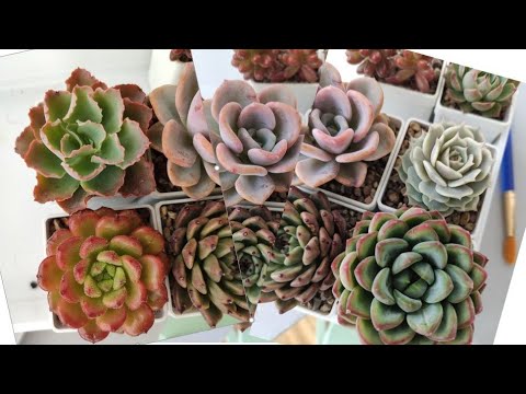 Видео: распаковка суккулентов от Ann Laskina's succulents