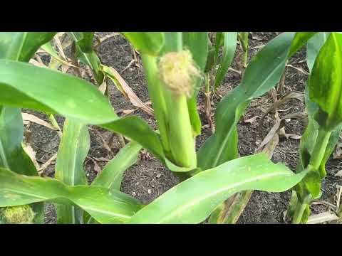 Видео: 24 июля 2025 г.