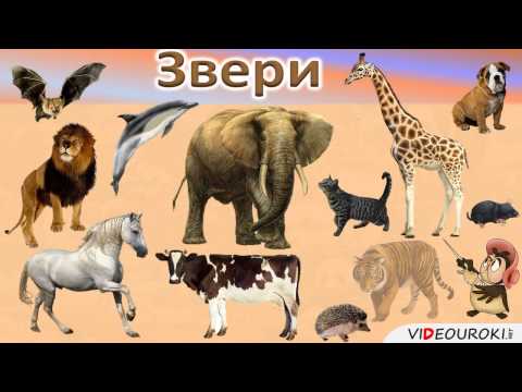 Видео: Урок окружающего мира на тему "Какие бывают животные."