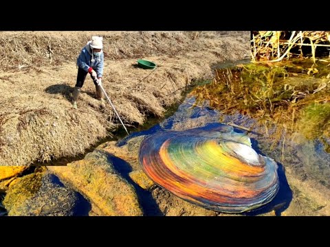 Видео: В засушливый сезон жемчужные устрицы собираются в небольшие лужи. Жемчуг легко достать