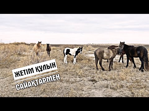 Видео: Жетім құлын аман есен жұр екен сайақтармен.