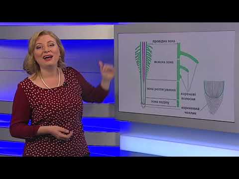 Видео: Модуль 2. Рослини. Заняття 3: Корінь - будова, основні функції. Видозміни кореня
