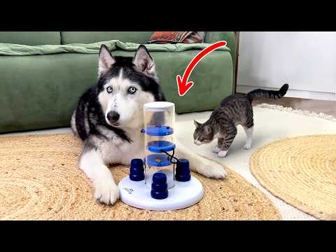 Видео: Этот крошечный кот разгадал то, что не смогли хаски! IQ Собаки против кошек