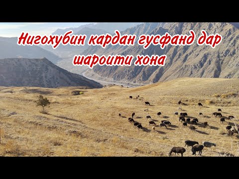 Видео:  10 000$ ФОИДА ТАРЗИ НИГОХУБИНИ ГУСФАНД ДАР ШАРОТИ ХОНА БИЗНЕС ДАР ДУ СЕ МОХ 10