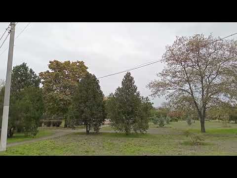 Видео: Золотая осень