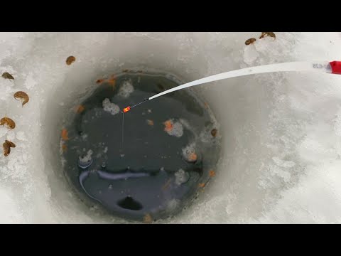 Видео: СЛАБОНЕРВНАЯ ЛУНКА...РАЗДАЁТ В ГЛУХОЗИМЬЕ!  Не ожидал ТАКОГО. Зимняя  рыбалка 2025