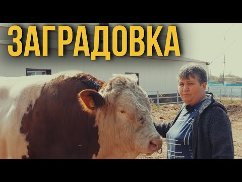 Видео: Заградовка - высокий уровень молочного животноводства! Хозяйства Казахстана!