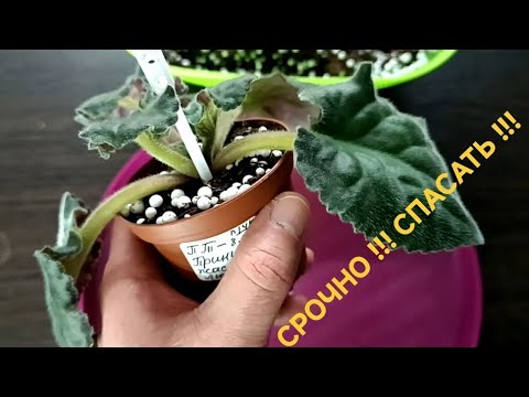 Видео: НЕУДАЧИ ПРИ ПЕРЕУКОРЕНЕНИИ ! СПАСАЕМ ФИАЛКУ !!!