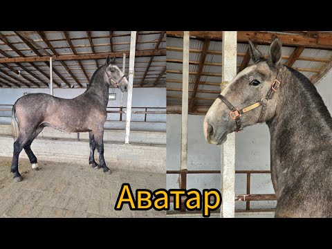 Видео: Аватар тай сатылат тел:+996 703 999 902.
