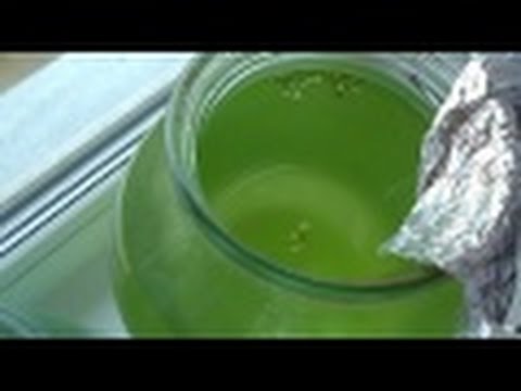 Видео: Микроводоросли - корм для кормовых организмов, как получить культуру?