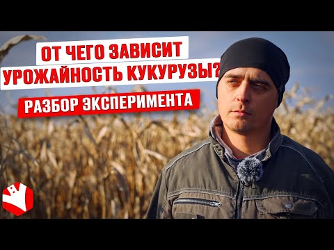 Видео: От чего зависит урожайность кукурузы? Разбор эксперимента | Растениеводство