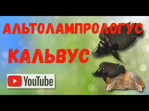 Видео: Знакомство с Альтолампрологус кальвус